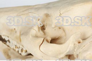 Skull Boar - Sus scrofa 0084